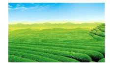 茶山茶园风景PPT背景图片