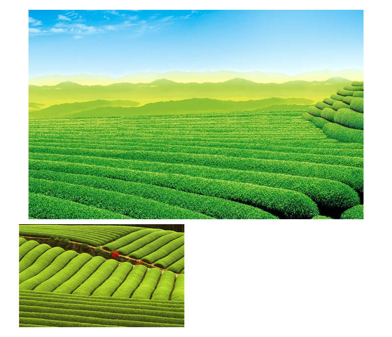 茶山茶园风景PPT背景图片
