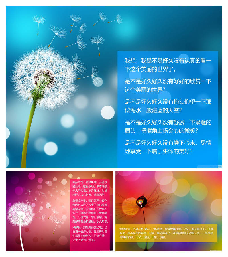 唯美蒲公英PPT背景图片下载