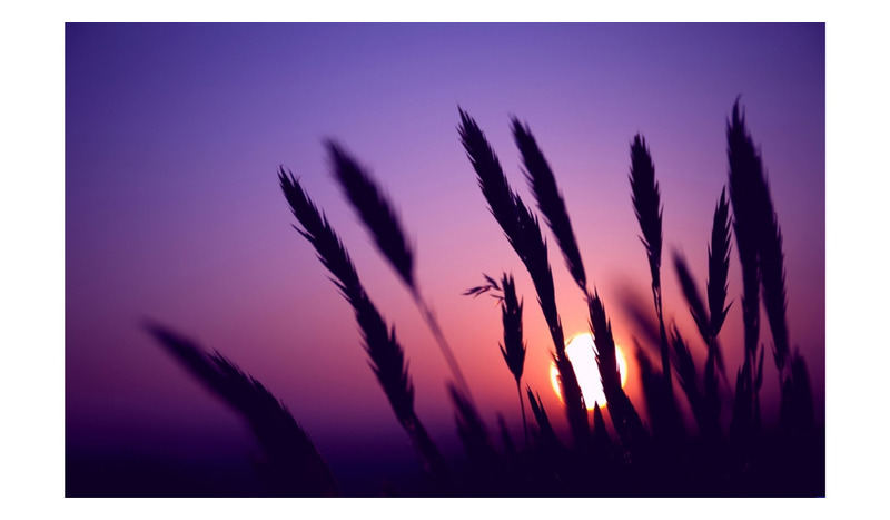 夕阳下的狗尾巴草PPT图片