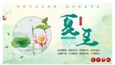 荷花夏至节气介绍PPT模板