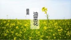 唯美油菜花田风景PPT模板