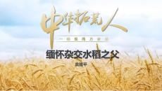 缅怀杂交水稻之父袁隆平PPT模板