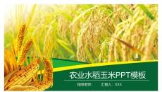 水稻玉米农业农产品PPT模板